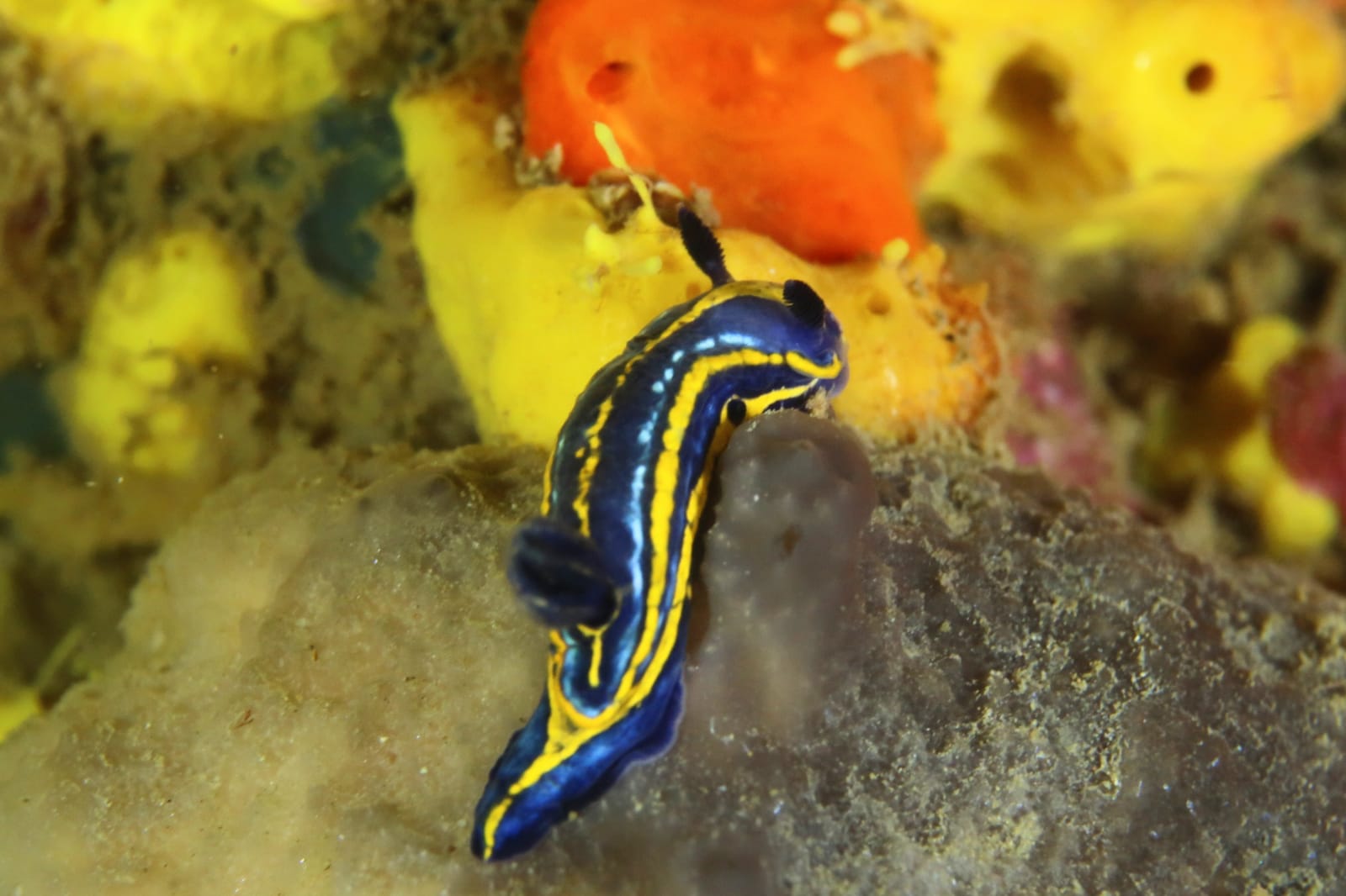 Nudibranquio comodin